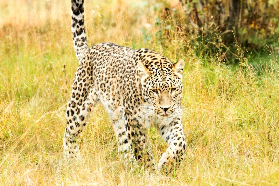 Persian Leopard at Orsa Björnpark photo