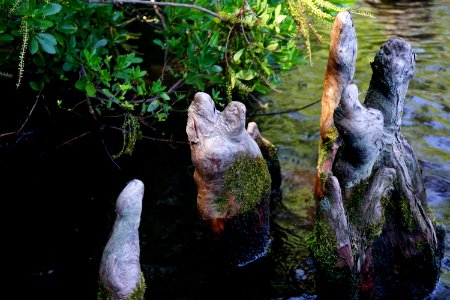 cypress knees Great Lake croatan NF KG