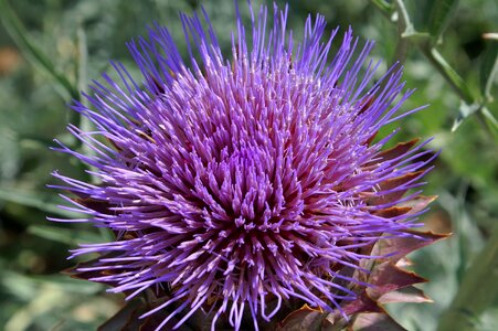 Barb flower purple