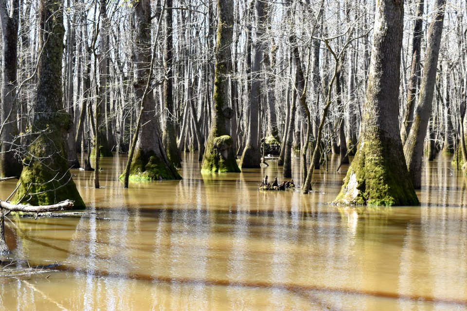 scene river park north ncwetlands AM (31)