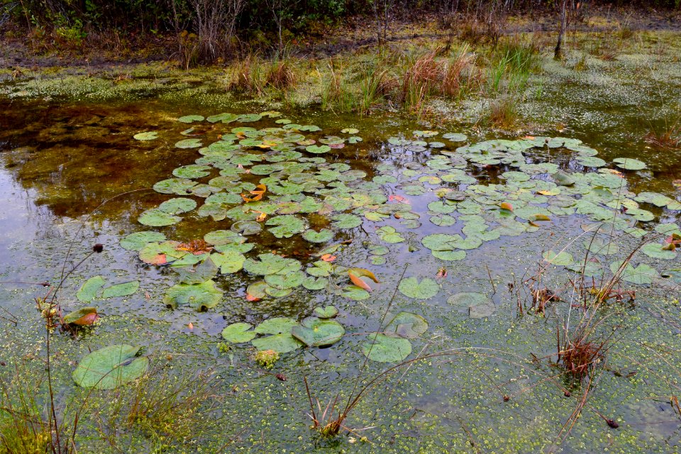 Boiling Spring Lakes NP ncwetlands AM (10)