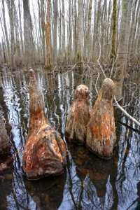 plant cypress knees Upper Roanoke R Wetlands Gmland ncwetlands KG (7)
