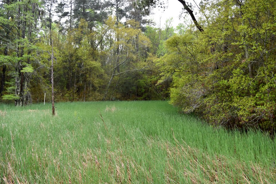scene Riverwalk Park ncwetlands AM (37)
