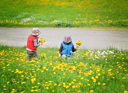 Flower meadow meadow green