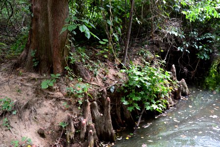 plant cypress knees as stabilizer Bog Garden Amanda Mueller (27)