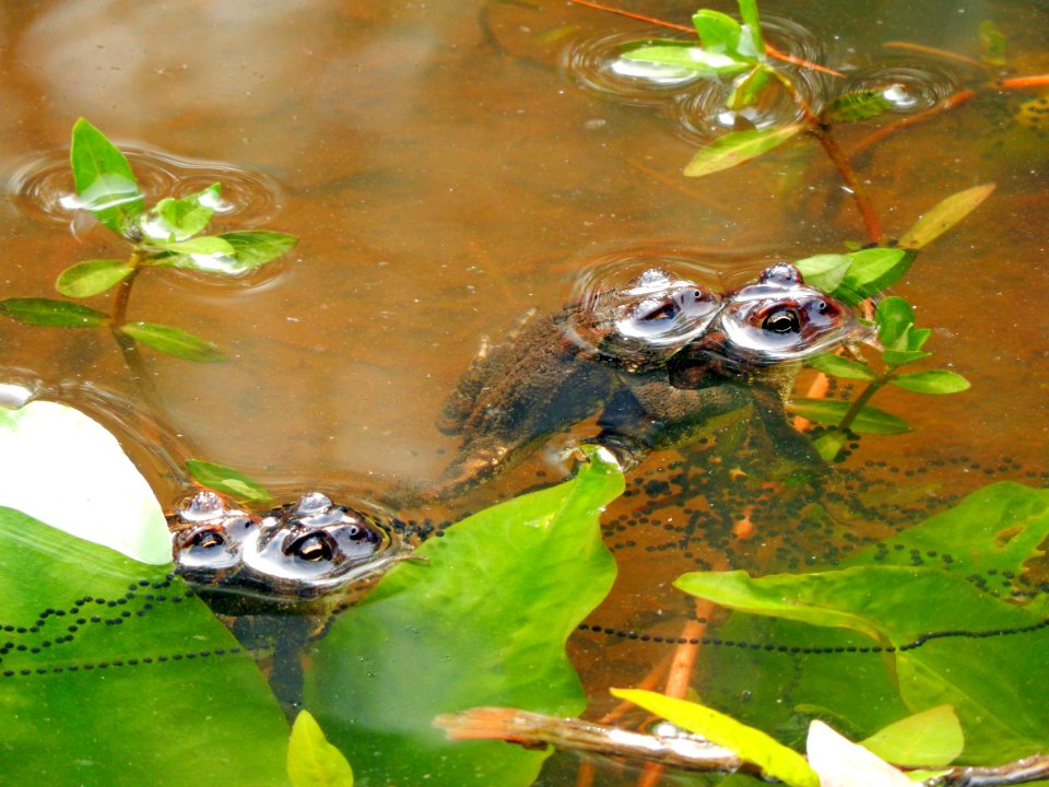 amphibians southern toads breeding Mazarick Park ncwetlands KG (5)