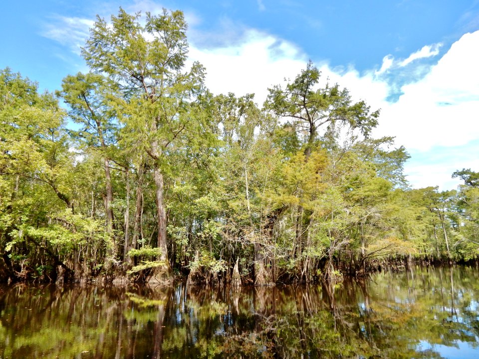 scene Black River Nature Preserve ncwetlands KG (8)
