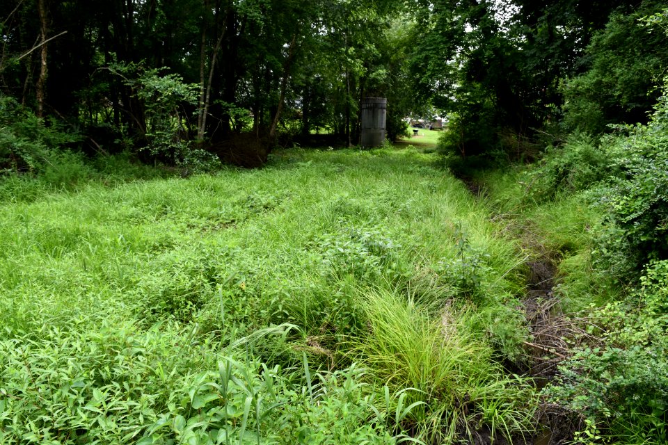 sewer line cut greenway at gloucester st goldsboro ncwetlands AM