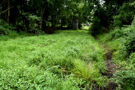 sewer line cut greenway at gloucester st goldsboro ncwetlands AM