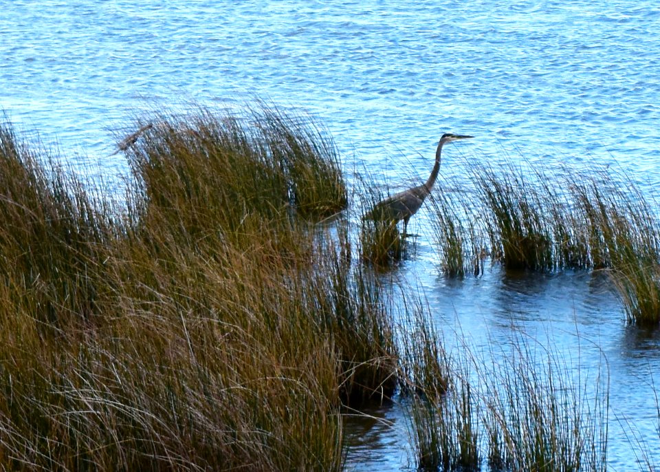 bird great blue heron Duck Town Park and Boardwalk ncwetlands AM (26)
