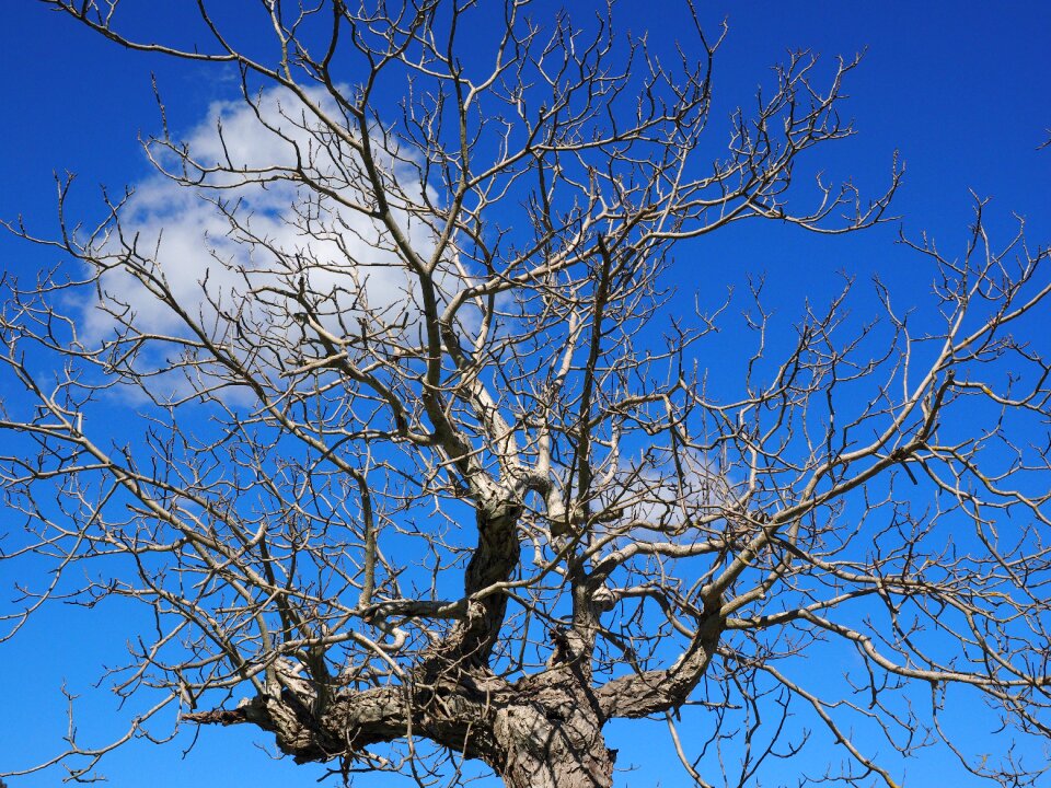 Old dead plant wood
