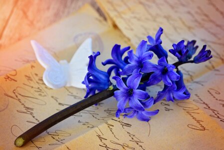 Bloom blue fragrant flower photo