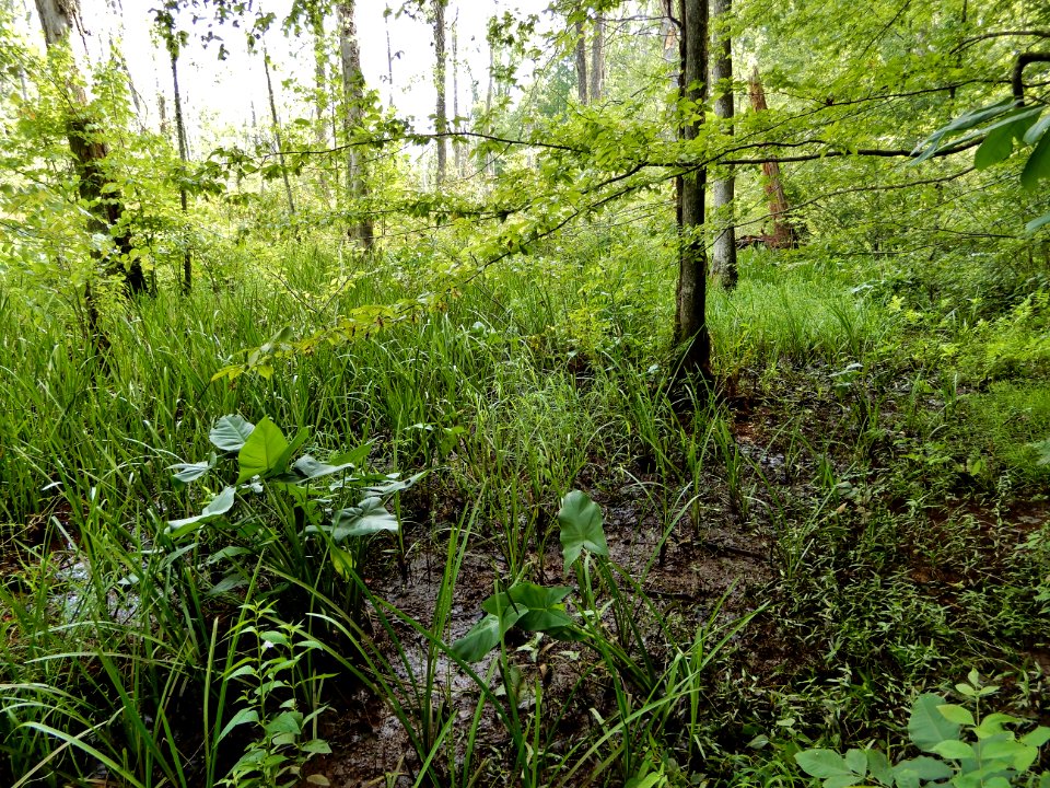 scene west of boardwalk Haw River SP Kristie Gianopulos (26) photo