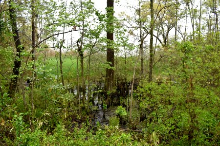 seep wetland Riverwalk Park ncwetlands AM (31)