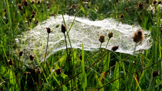 Linyphiid web dewy