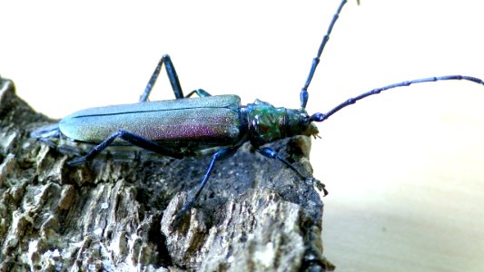Aromia moschata