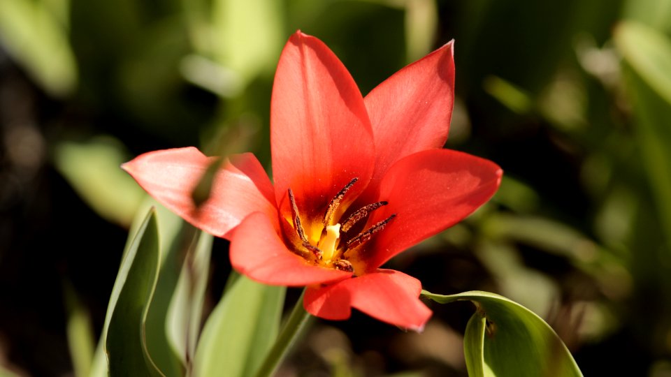 Tulpe-Rot1