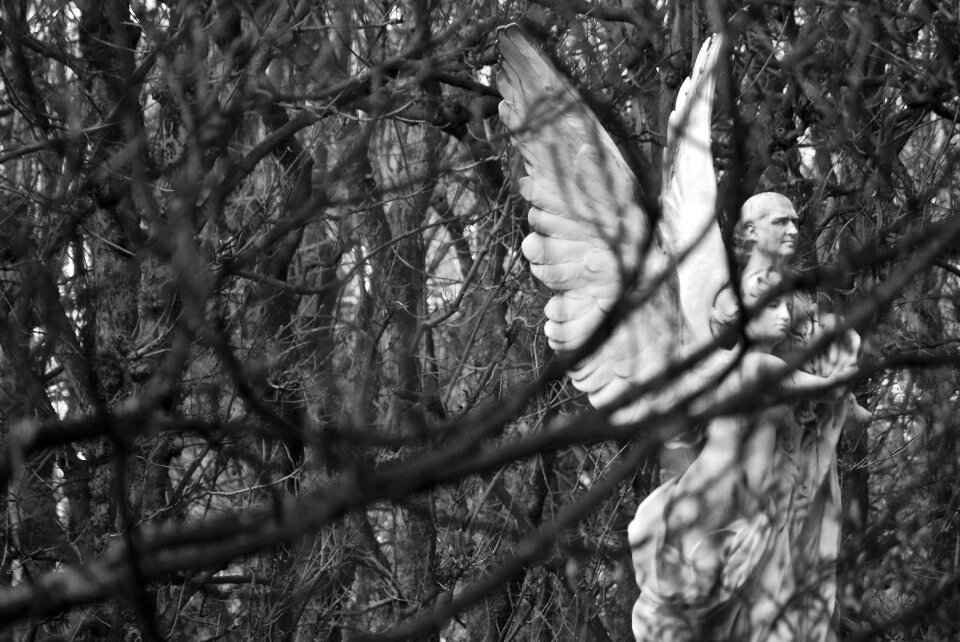 Wings paris gray angel