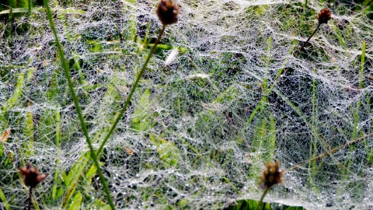 Linyphiid web dewy 1