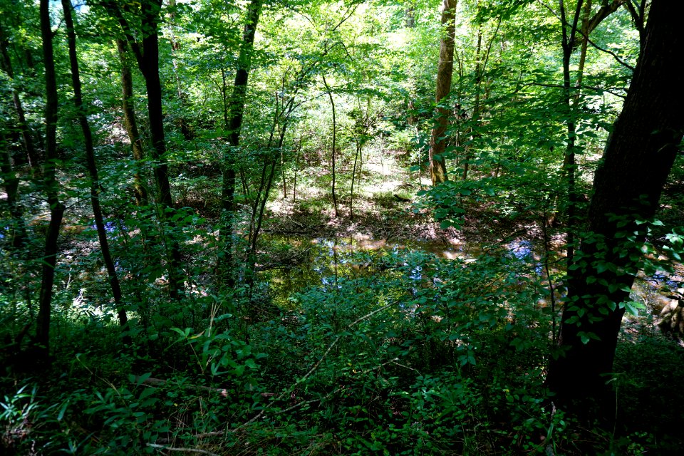 scene wetland Thread Trail Girl Scout trail ncwetlands KG (1)