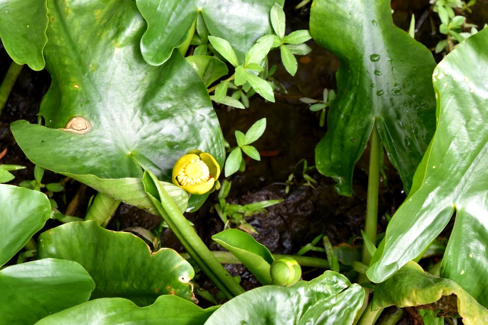plant Peltandra Mazarick Park ncwetlands AM (10)