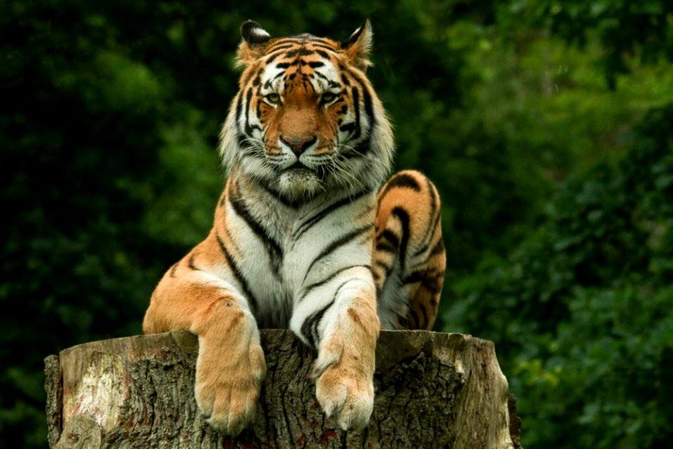 Siberian Tiger at Knuthenborg Safaripark photo