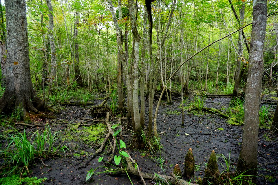 scene Columbus County Game Land ncwetlands KG (4)