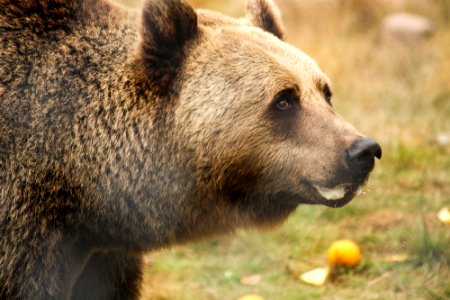 Bear at Orsa Björnpark