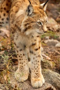 Lynx at Orsa Björnpark