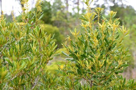 plant wax myrtle latham-whitehurst nature park ncwetlands am (2)