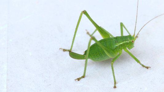 Leptophyes punctatissima 1