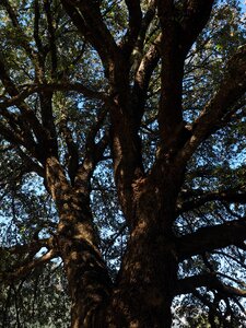 Tribe cinnamomum camphora camphor