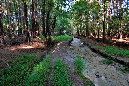 scene trail off Bunn Rd Buckhorn Reservoir ncwetlands KG (6)