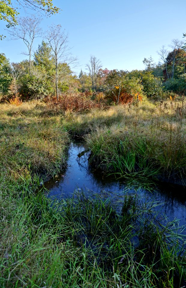 scene Boone Fork ncwetlands KG (36)