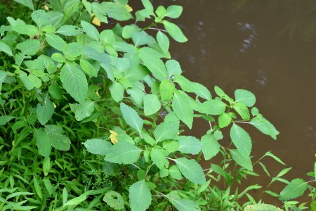 plant jewelweed greenway at w new hope rd goldsboro ncwetlands AM