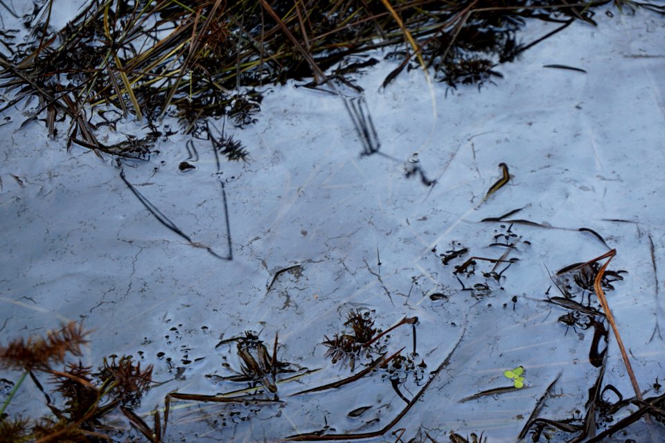 biofilm in wetland Horseshoe Farm Nature Preserve ncwetlands KG