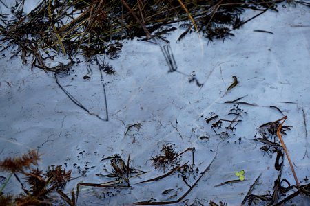 biofilm in wetland Horseshoe Farm Nature Preserve ncwetlands KG