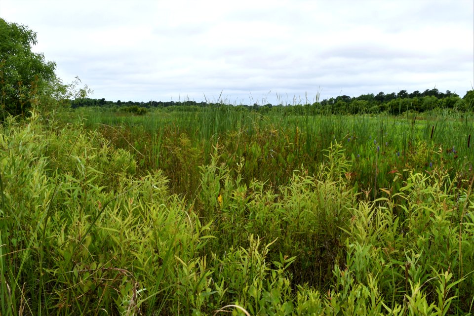scene jack smith creek wetlands ncwetlands AM (1)