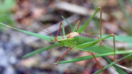 Leptophyes punctatissima