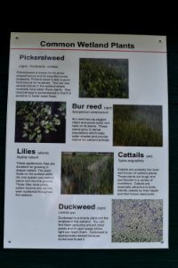 sign Town of Edenton constructed wetland ncwetlands AM (5)