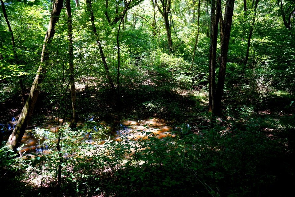 scene wetland Thread Trail Girl Scout trail ncwetlands KG (2)