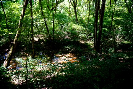 scene wetland Thread Trail Girl Scout trail ncwetlands KG (2)