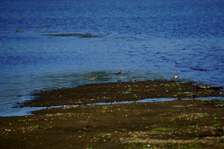 bird killdeer Buckhorn Reservoir ncwetlands KG