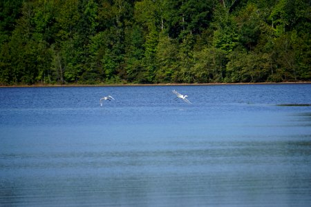 bird great egret Buckhorn Reservoir ncwetlands KG (2)