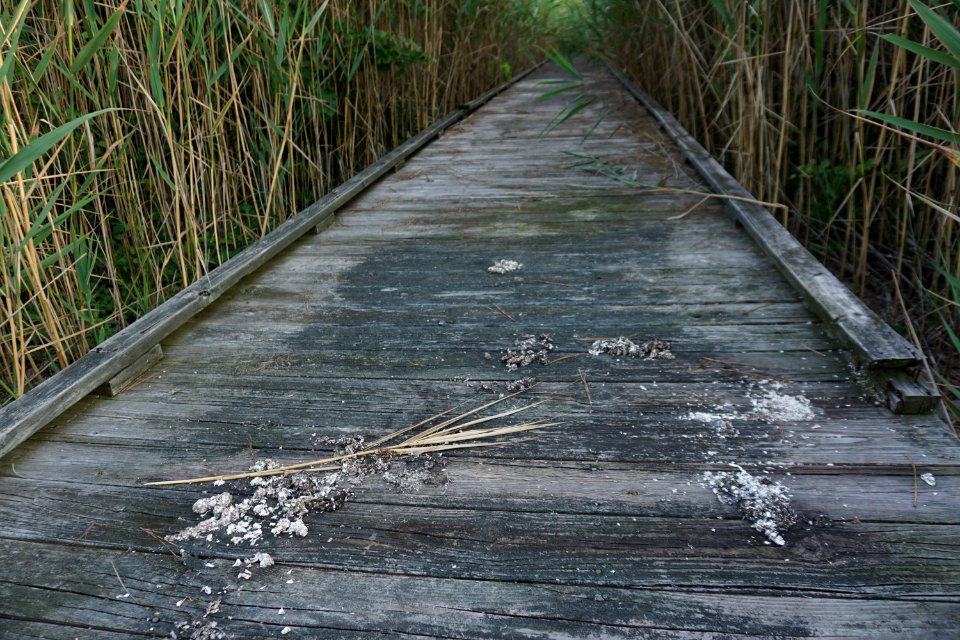 scene Palmetto Peartree Preserve ncwetlands KG (9)
