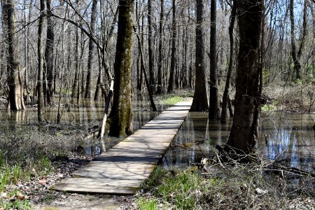 scene boardwalk river park north ncwetlands AM (46)
