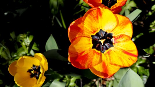 Tulpe-Pfirsich
