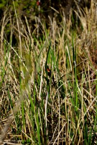 bird red winged blackbird James Wade park ncwetlands KG (2)