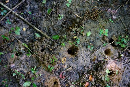 invertebrate crayfish burrows Thread Trail Girl Scout trail ncwetlands KG