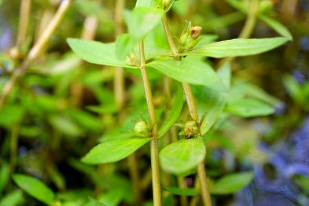 Gratiola virginiana Round-fruit Hedge-hyssop Clayton KG (3)